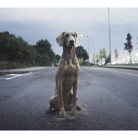 Electronic register of pets - dogs